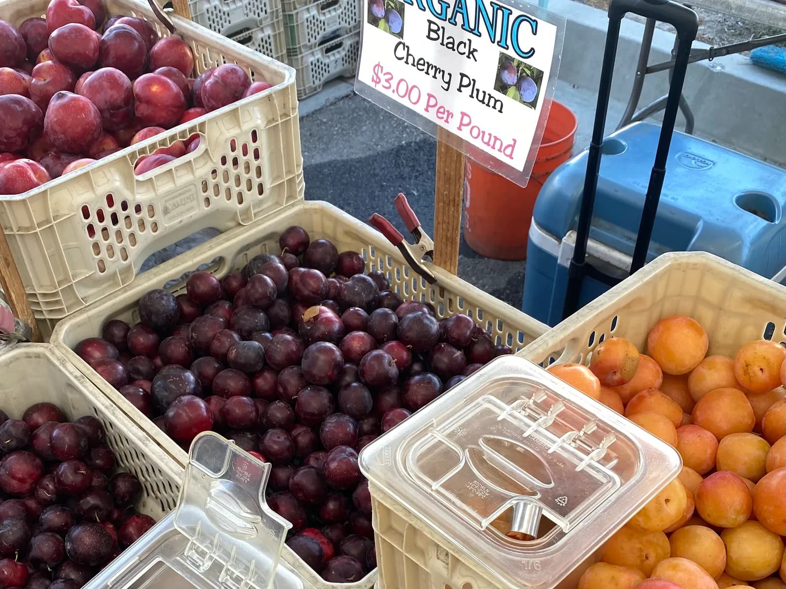 Crates of organic black cherry plums and apricots at a Foothills farmers’ market